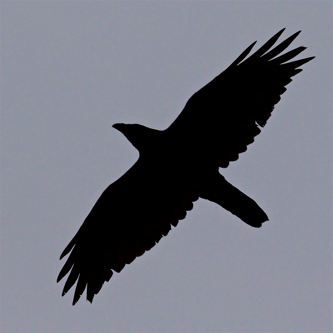 Common Raven - Ed Harper