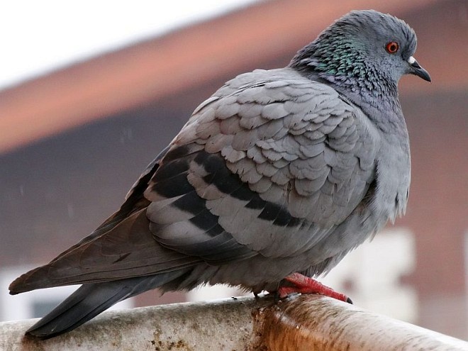 Rock Pigeon (Feral Pigeon) - ML377457141