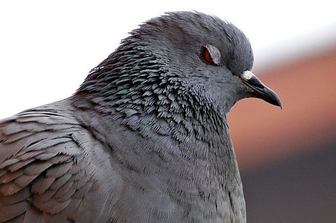 Rock Pigeon (Feral Pigeon) - ML377457471