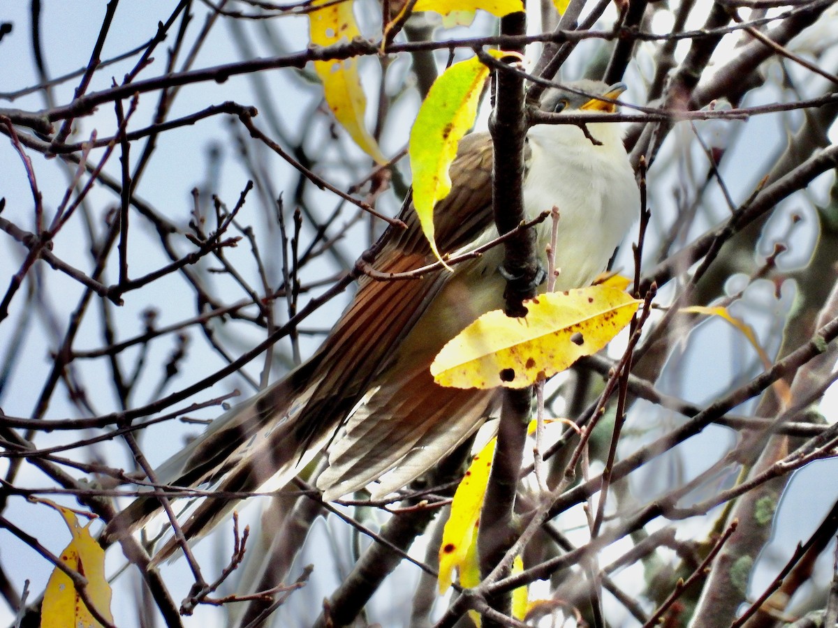 Yellow-billed Cuckoo - Sean McHugh
