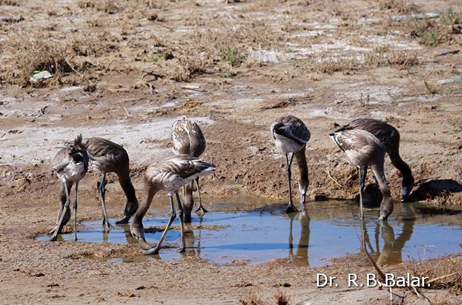 Greater Flamingo - Dr. Raghavji Balar