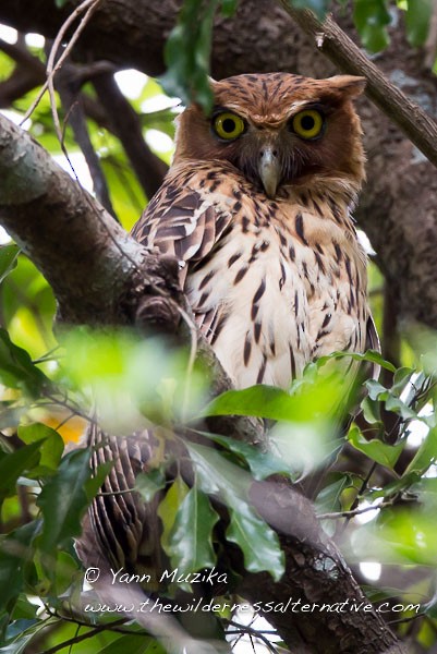Philippine Eagle-Owl - ML377463291