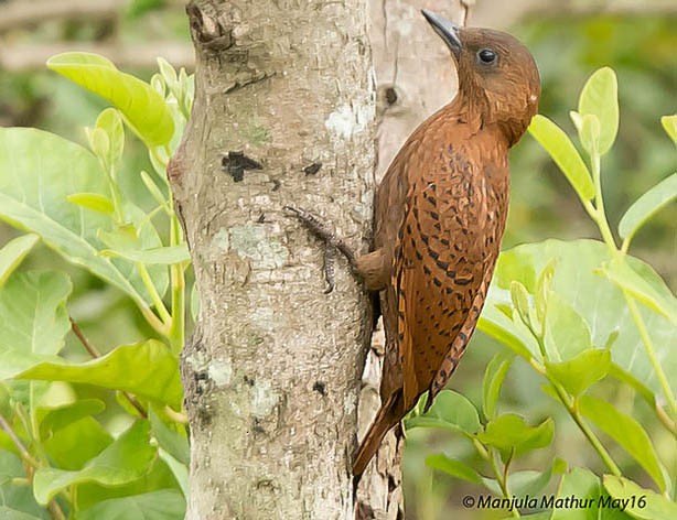 Rufous Woodpecker - Manjula Mathur