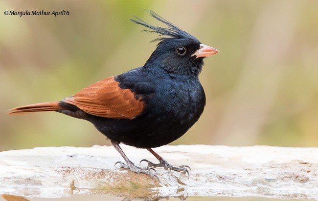 Crested Bunting - ML377469421