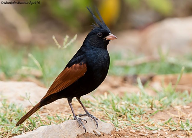 Crested Bunting - ML377469431