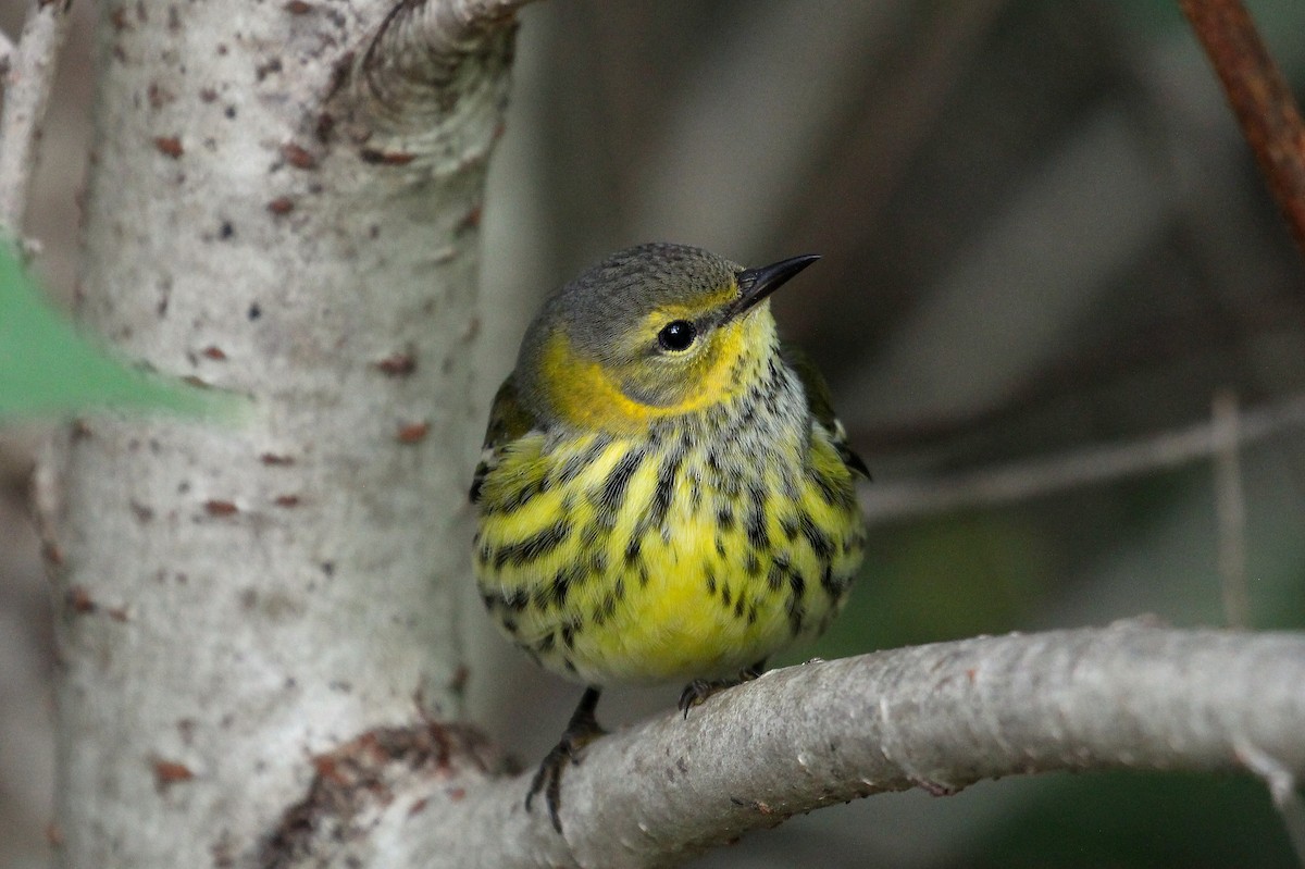 Cape May Warbler - ML377470961