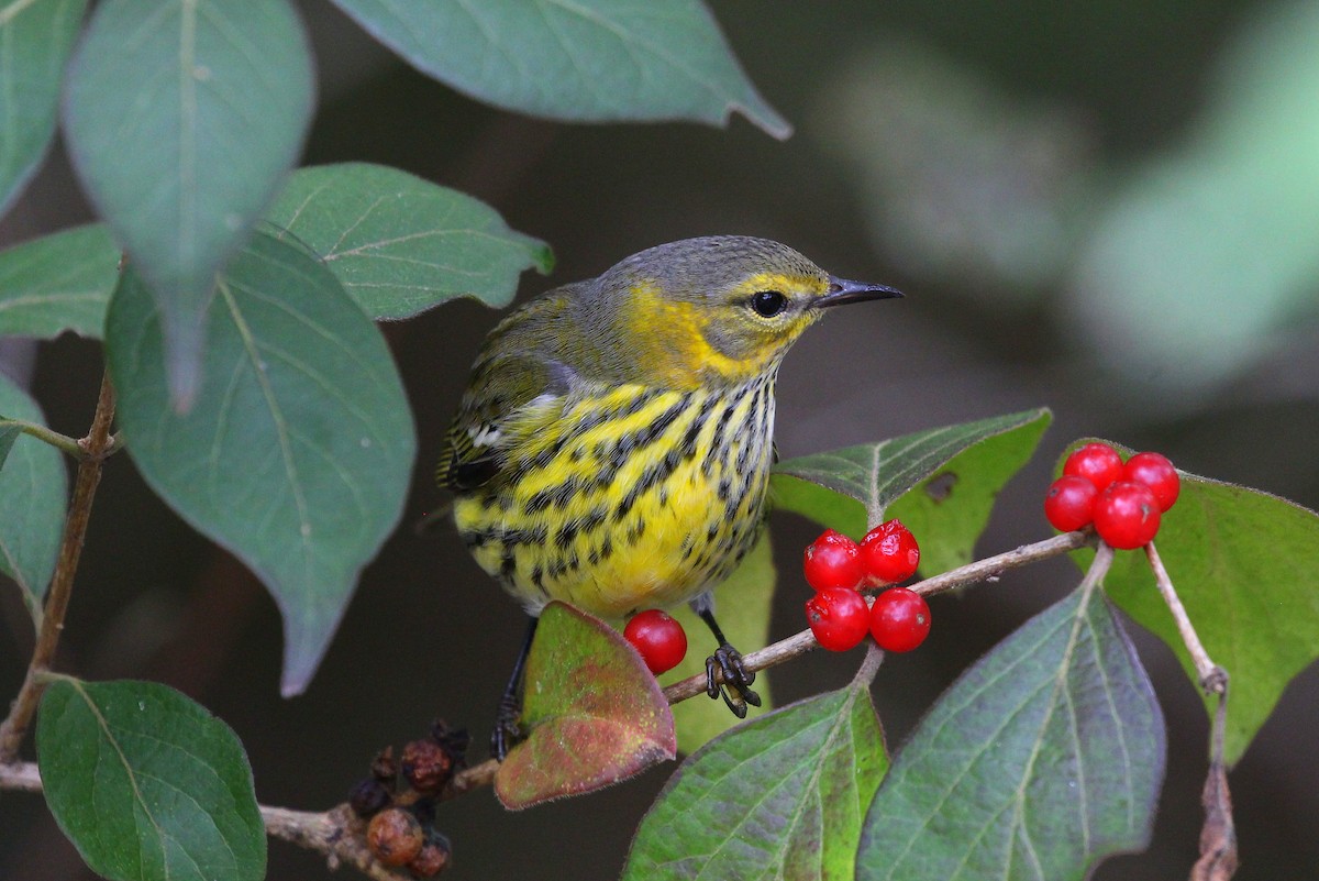 Cape May Warbler - ML377470991