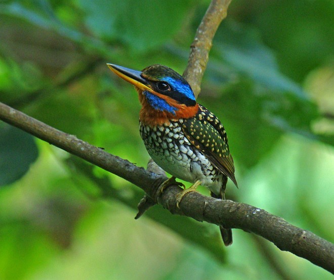 Spotted Kingfisher - ML377471491