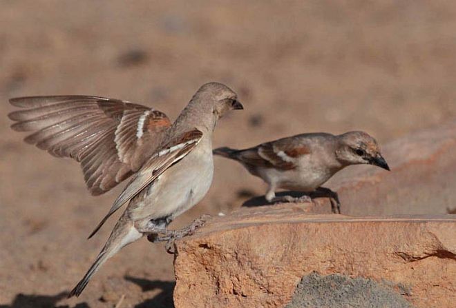 Yellow-throated Sparrow - Gobind Sagar Bhardwaj