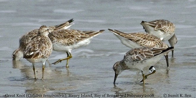 Great Knot - ML377475041