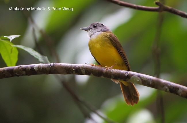 Yellow-bellied Bulbul - Michelle & Peter Wong