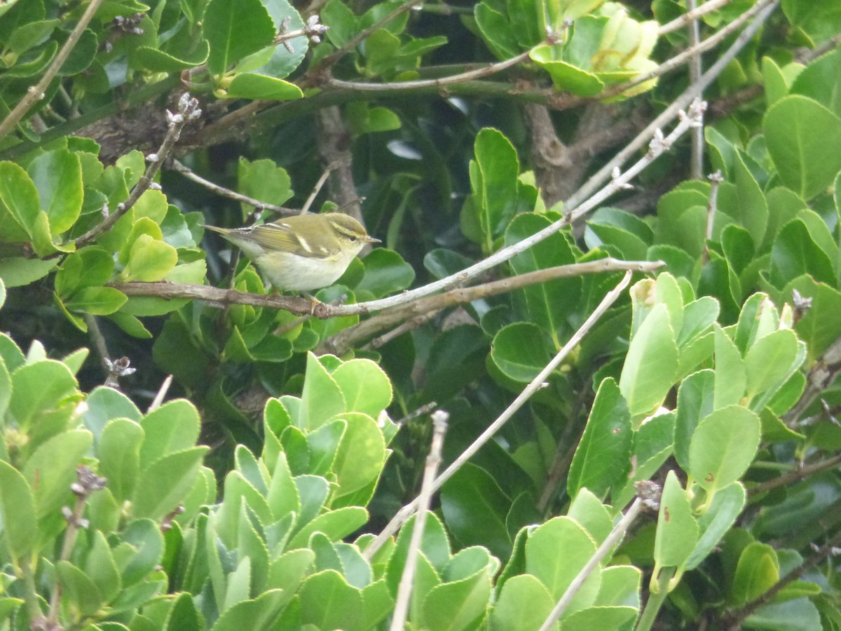 Yellow-browed Warbler - ML37747901