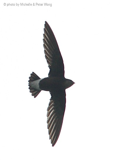 Silver-backed Needletail - Michelle & Peter Wong