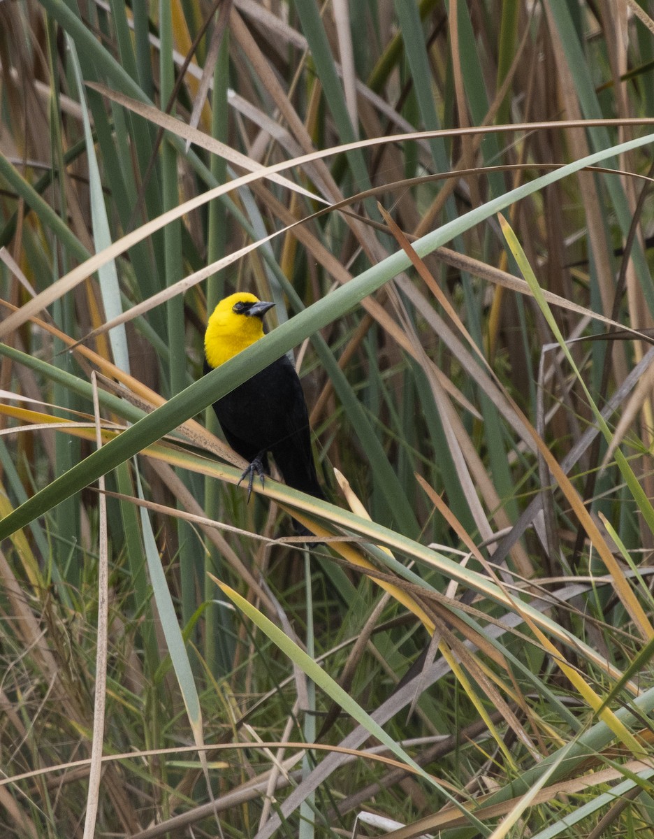 Yellow-hooded Blackbird - ML377479601
