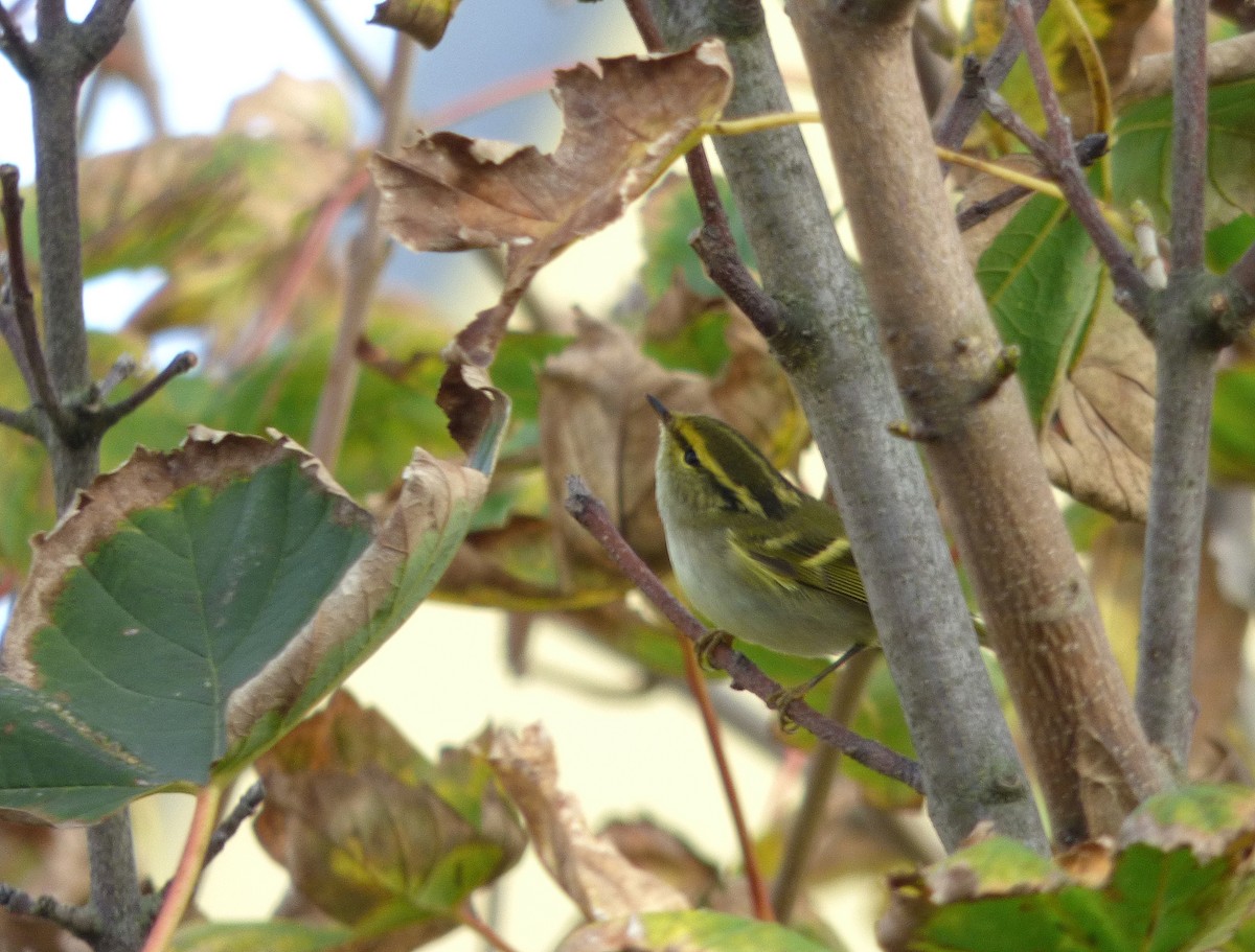 Pallas's Leaf Warbler - Thibaut RIVIERE