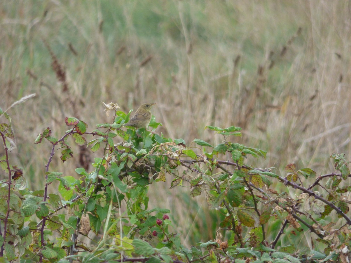 Common Grasshopper Warbler - Thibaut RIVIERE