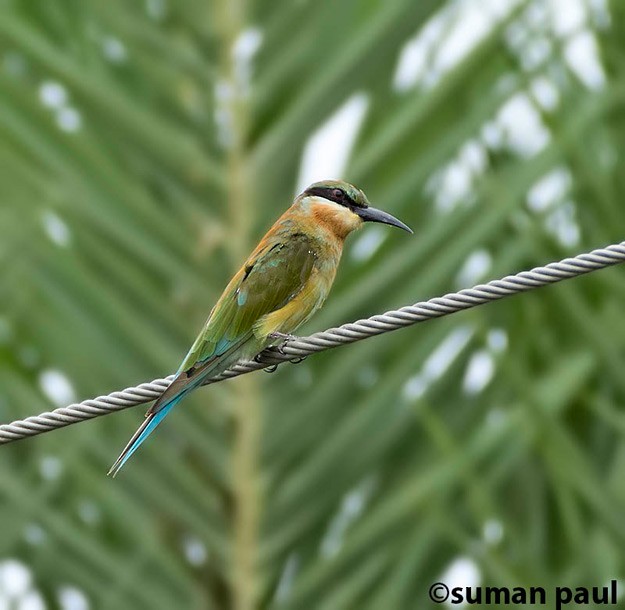 Blue-tailed Bee-eater - Suman Paul