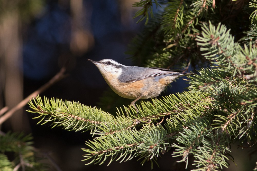Red-breasted Nuthatch - Brian Stahls