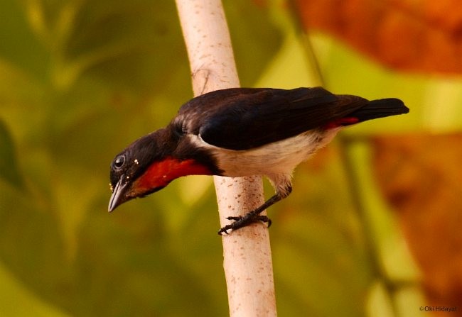 Red-chested Flowerpecker - ML377488591