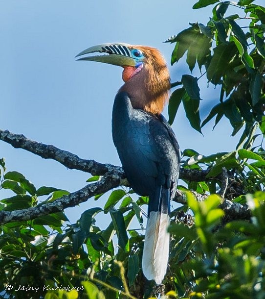 Rufous-necked Hornbill - Jainy Kuriakose
