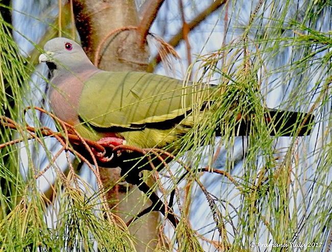 Pink-necked Green-Pigeon - ML377489501