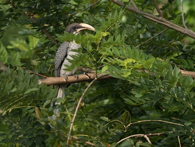Sri Lanka Gray Hornbill - ML377492981