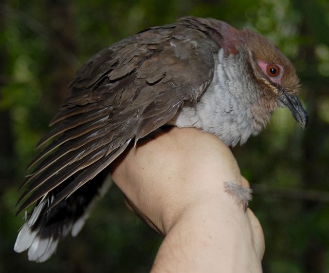Amethyst Brown-Dove (Gray-breasted) - Lorenzo Vinciguerra