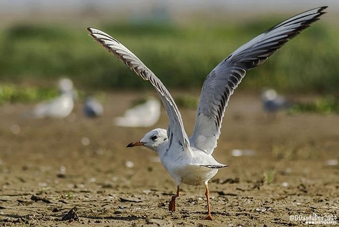 Mouette rieuse - ML377497961