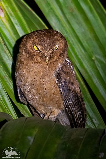Andaman Scops-Owl - Rajive Das