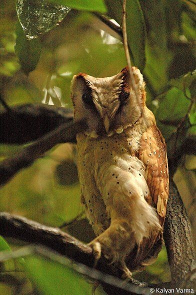 Sri Lanka Bay-Owl - ML377500701
