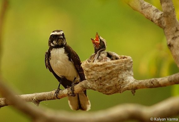 White-browed Fantail - ML377500731