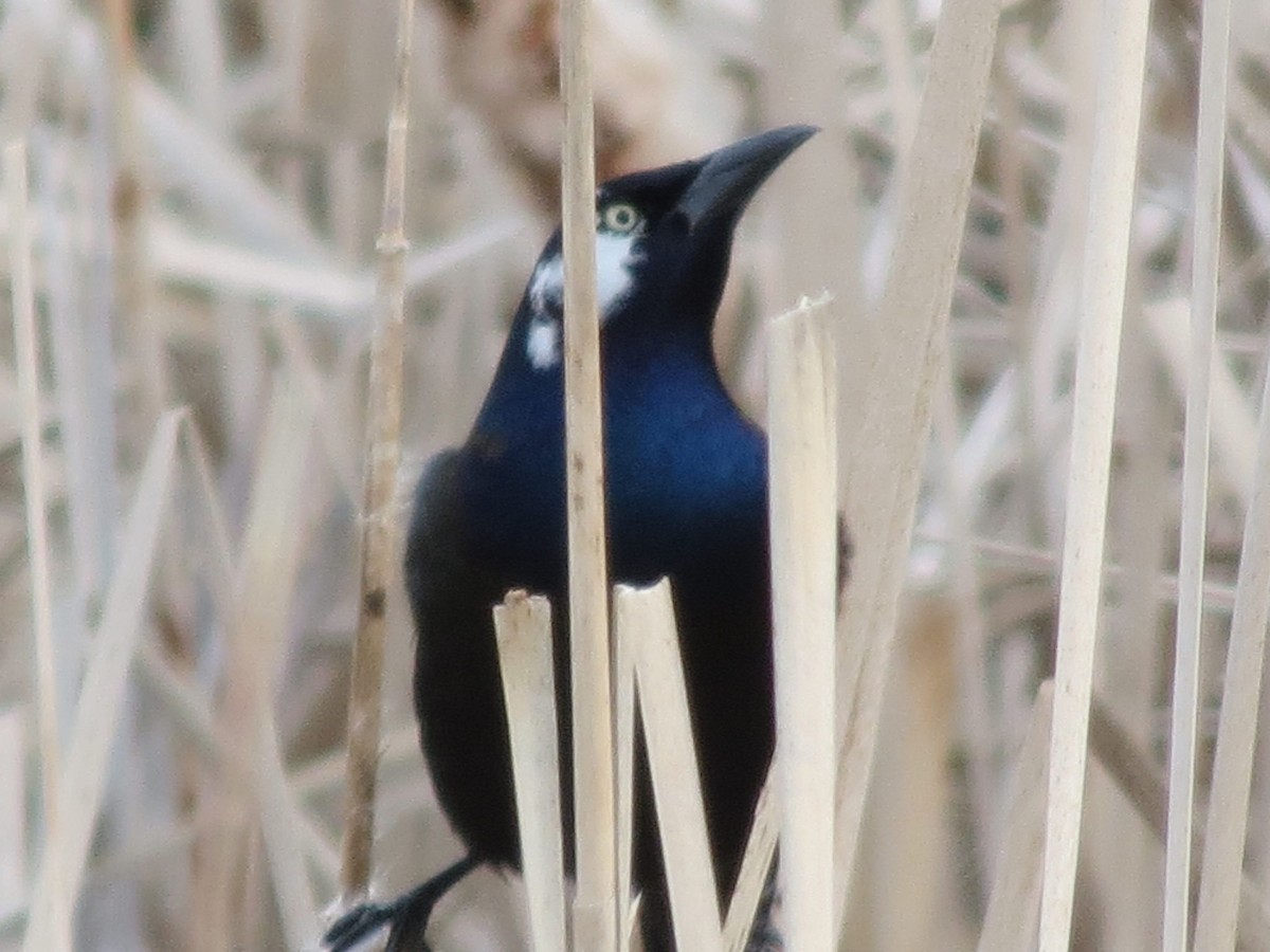 Common Grackle - Donald A. Sutherland