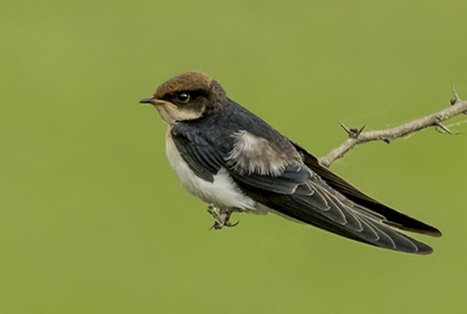 Wire-tailed Swallow - ML377505771