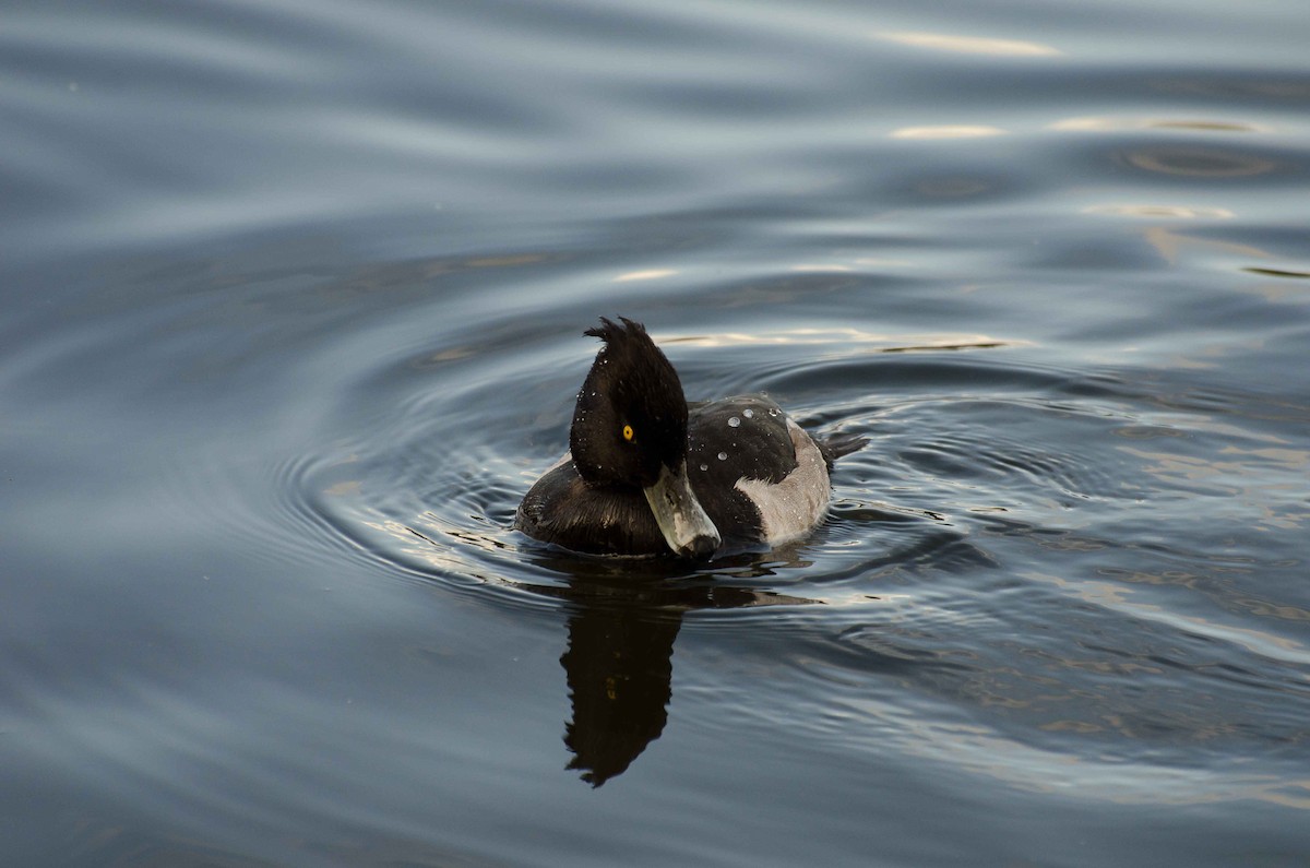 Tufted Duck - ML37750681