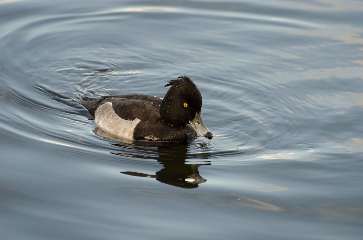 Tufted Duck - ML37750691