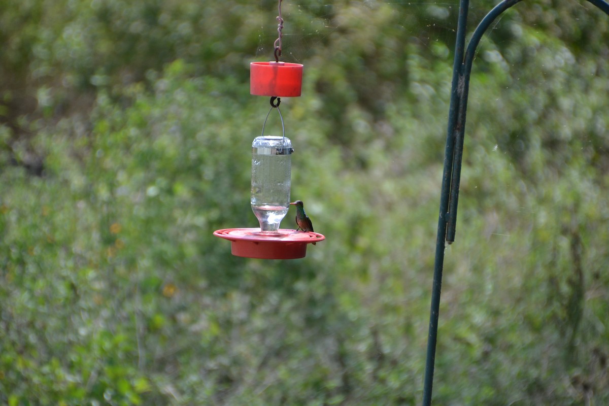 Buff-bellied Hummingbird - ML37751331