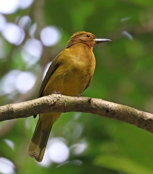 Possible confusion species: Yellowish Bulbul (<em class="SciName notranslate">Hypsipetes everetti</em>) - Yellowish Bulbul (Yellowish) - 