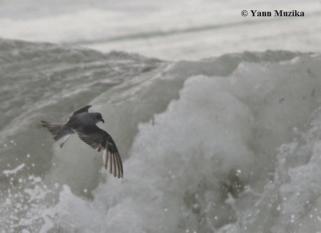 Fork-tailed Storm-Petrel - ML377513841
