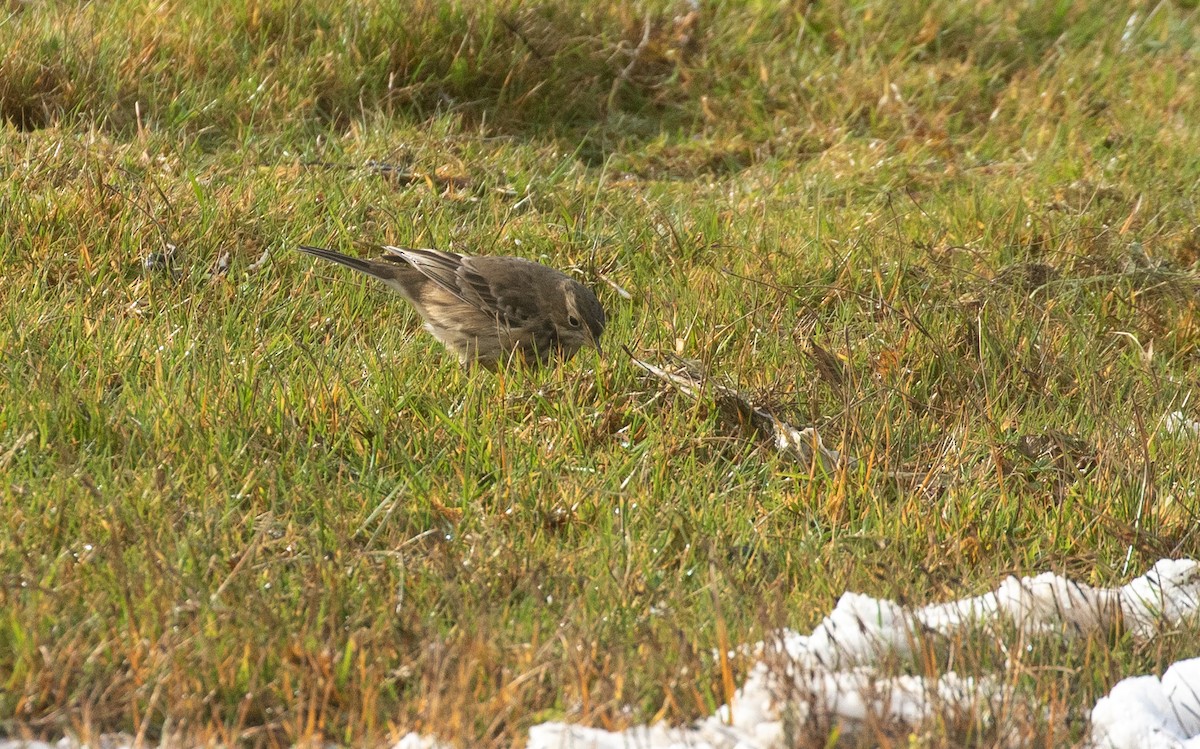 American Pipit (rubescens Group) - ML377515121