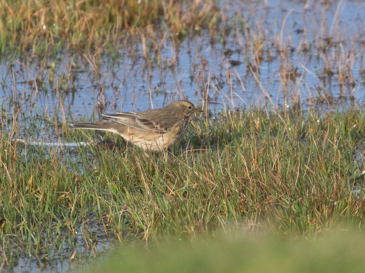 American Pipit (rubescens Group) - ML377515191