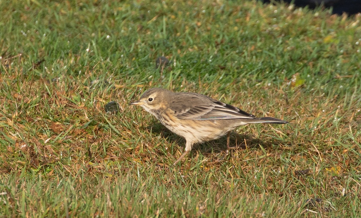American Pipit (rubescens Group) - ML377515211