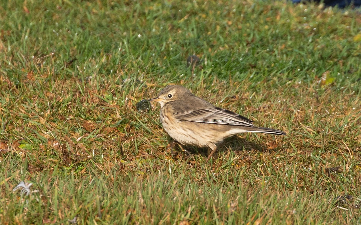 American Pipit (rubescens Group) - ML377515241