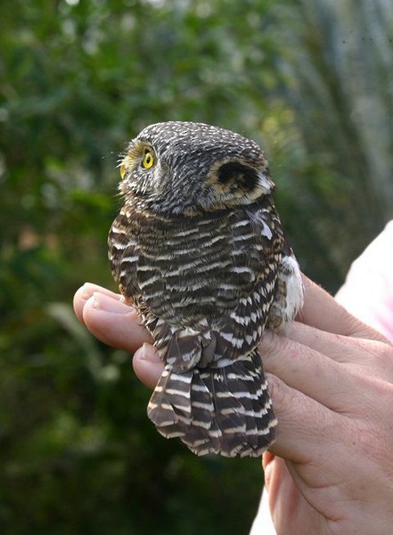 Collared Owlet - ML377517431