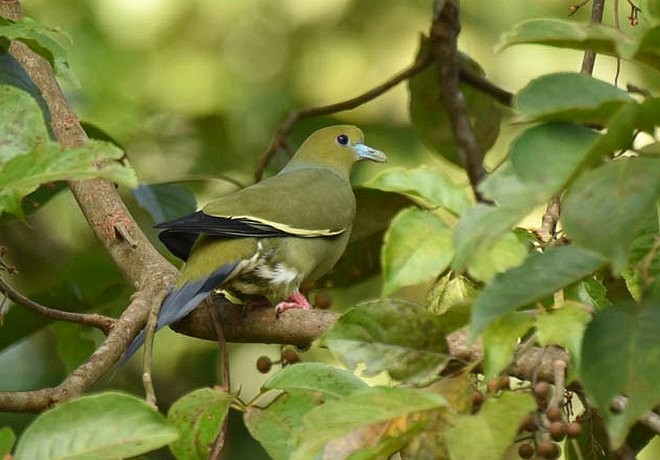 Pin-tailed Green-Pigeon - LAKSHYA NATH