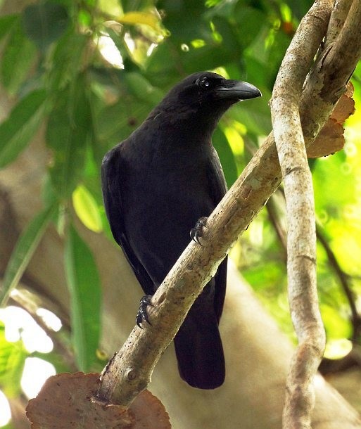 Slender-billed Crow (Sulawesi) - ML377519021