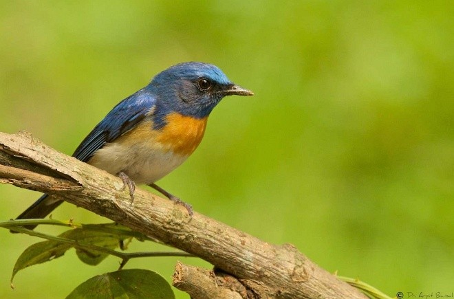 Blue-throated Flycatcher - Arpit Bansal