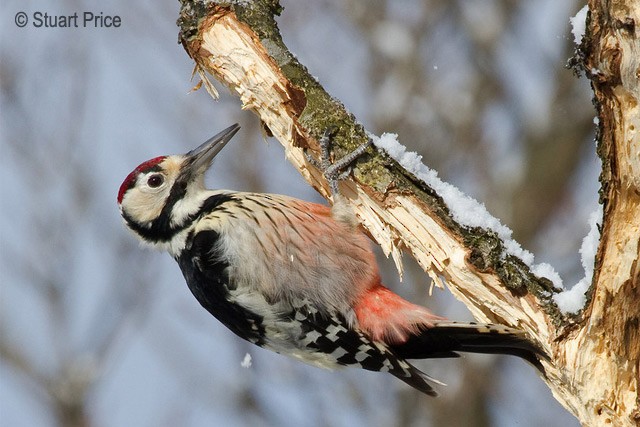 White-backed Woodpecker (White-backed) - ML377520151