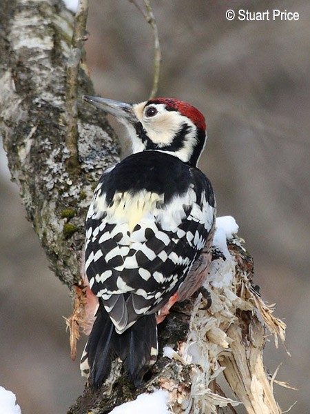 White-backed Woodpecker (White-backed) - ML377520161