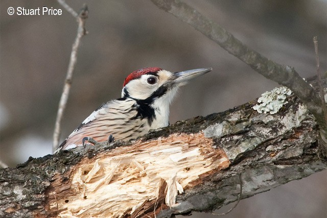 White-backed Woodpecker (White-backed) - ML377520231
