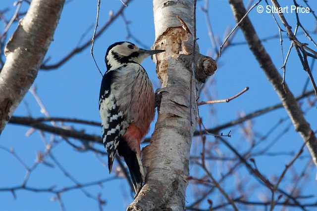 White-backed Woodpecker (White-backed) - Stuart Price